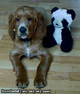 Irish Red Setter Hunde Foto 7074 Irish Red Setter San Diego mit 9 Wochen