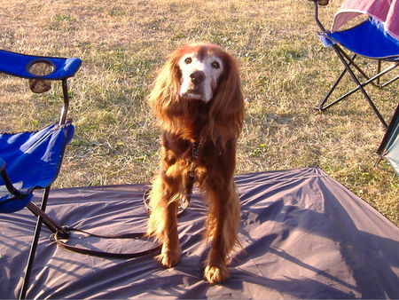 Irish Red Setter Sandy mit 15,5 Jahren