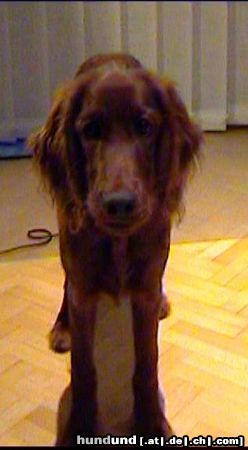 Irish Red Setter Hunde Foto 18168 Irish Red Setter Alessa of Greenland Creek