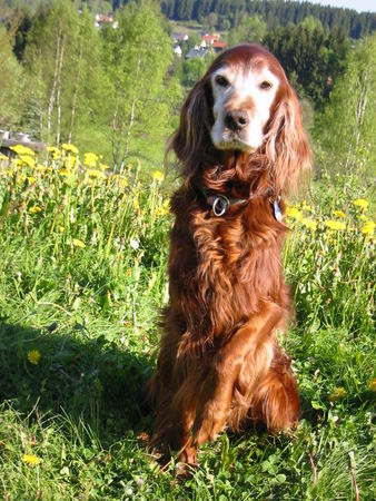 Irish Red Setter Lady