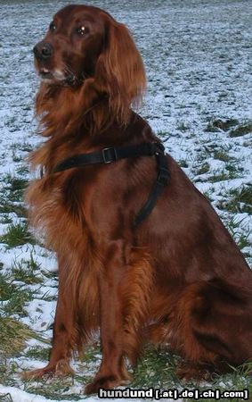 Irish Red Setter Hunde Foto 18293 in höherer Auflösung ansehen Irish Red Setter Na, wo bleibt mein Stöckchen?