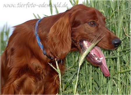 Irish Red Setter