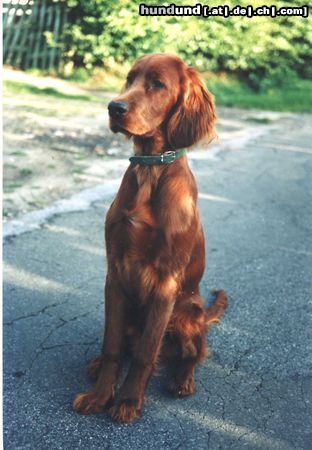 Irish Red Setter Hunde Foto 3412 Irish Red Setter Amra