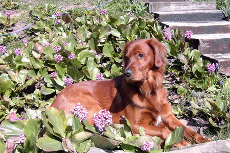 Irish Red Setter  SAGS DURCH DIE BLUME