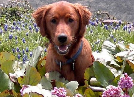 Irish Red Setter Hunde Foto 26866 Irish Red Setter SAGS DURCH DIE BLUME