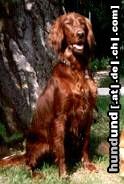 Irish Red Setter Hunde Foto 3591 Irish Red Setter Unsere Asti.Ein Setter noch vom alten Schlag.