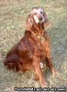 Irish Red Setter Hunde Foto 9330 Irish Red Setter Luxatori He By mit bald 12 Jahren