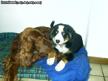 Irish Red Setter Hunde Foto 17804 Irish Red Setter Bettey und Sally
