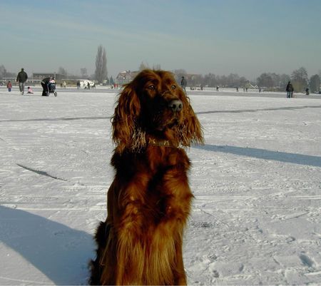 Irish Red Setter hm...ein Wetterchen wieder