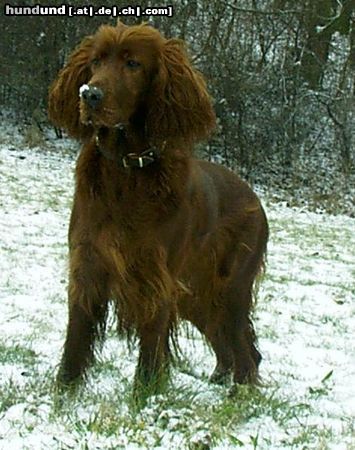 Irish Red Setter Hunde Foto 18087 in höherer Auflösung ansehen Irish Red Setter Arielle vom Talismann
