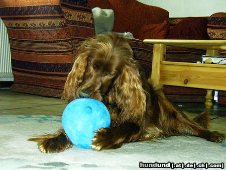 Irish Red Setter Hunde Foto 25450 Irish Red Setter Betty und der Luftballon