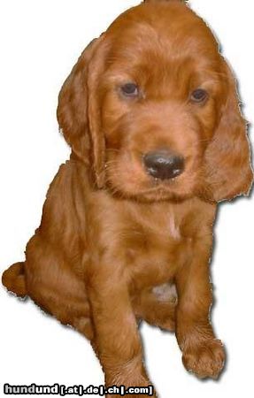 Irish Red Setter Hunde Foto 12608 Irish Red Setter Condor of Fearless Hunter mit 6 Wochen