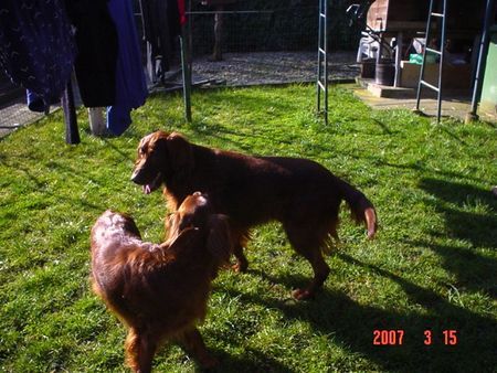 Irish Red Setter CORA & ASTOR