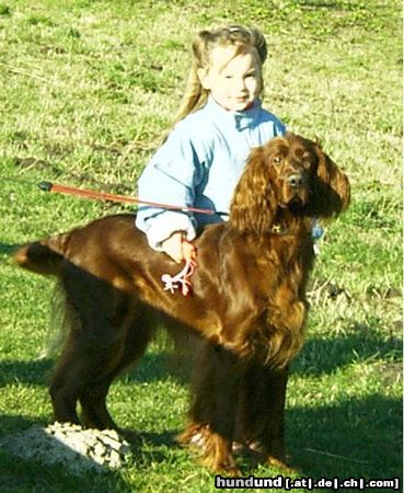 Irish Red Setter Hunde Foto 18331 Irish Red Setter meiner!!!!!!!!!!!!!!!!!!!!!!!!!!!!