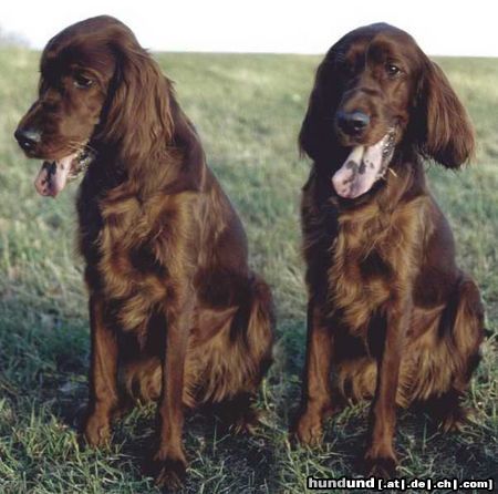 Irish Red Setter Hunde Foto 10568 Irish Red Setter Irish Setter auf einer Waldlichtung