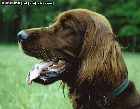 Irish Red Setter Hunde Foto 12073 Irish Red Setter Portrait von Setterhündin