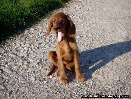 Irish Red Setter Hunde Foto 18988 in höherer Auflösung ansehen Irish Red Setter müüüüde