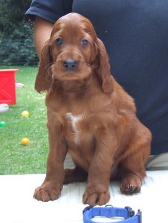 Irish Red Setter Gregory 6,5 Wochen alt