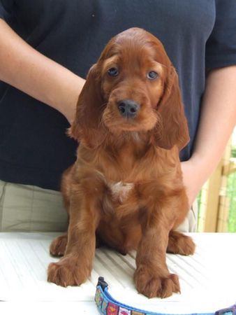 Irish Red Setter Gwenny 6,5 Wochen alt