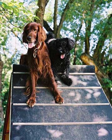 Irish Red Setter Hunde Foto 2397 Irish Red Setter Harry und sein Freund Kevin auf der Agilty A-Wand