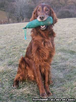Irish Red Setter Hunde Foto 17604 in höherer Auflösung ansehen Irish Red Setter Harry vom Franzosenkeller bei seiner Lieblingsbeschäftigung Dummyarbeiten