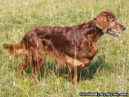 Irish Red Setter Hunde Foto 24636 in höherer Auflösung ansehen Irish Red Setter Harry vom Franzosenkeller in typischer Vorstehpose