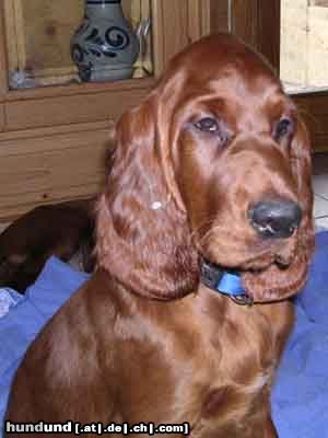 Irish Red Setter Hunde Foto 17327 in höherer Auflösung ansehen Irish Red Setter Edita´s Red Love Illion ist gerade 3 Monate alt uns sucht noch eine liebe Familie