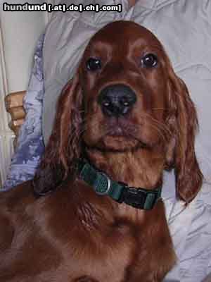 Irish Red Setter Edita´s Red Love Inola ist gerade 3 Monate alt uns sucht noch eine liebe Familie