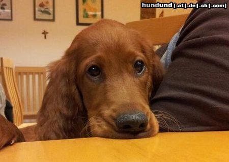 Irish Red Setter Hunde Foto 46652 in höherer Auflösung ansehen Irish Red Setter Lakota jetzt 3 Monate