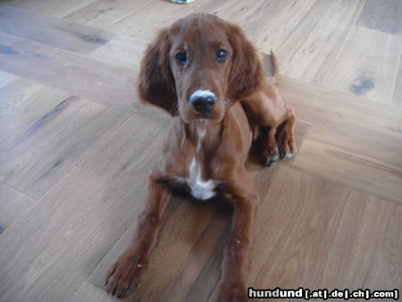 Irish Red Setter Lakota jetzt 3 Monate