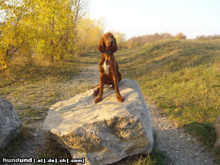 Irish Red Setter Lakota, jetzt schon 4 Monate :O) 