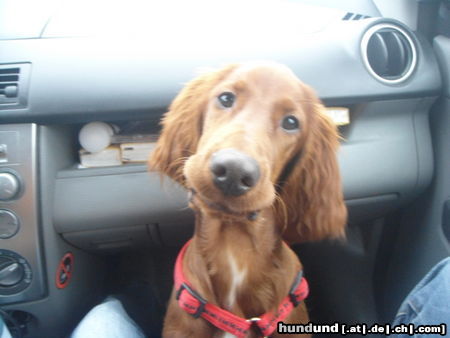 Irish Red Setter Lakota, frech wie sie ist :O))