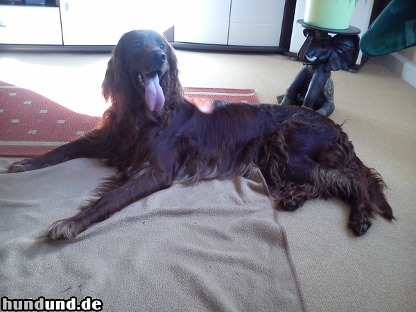 Irish Red Setter Aika vom Evaschacht