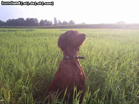 Irish Red Setter Hunde Foto 46539 in höherer Auflösung ansehen Irish Red Setter Alice 21 Wochen