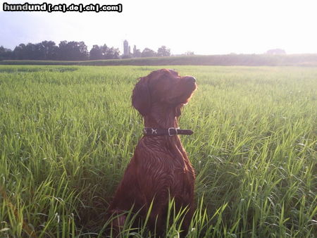 Irish Red Setter Alice 21 Wochen