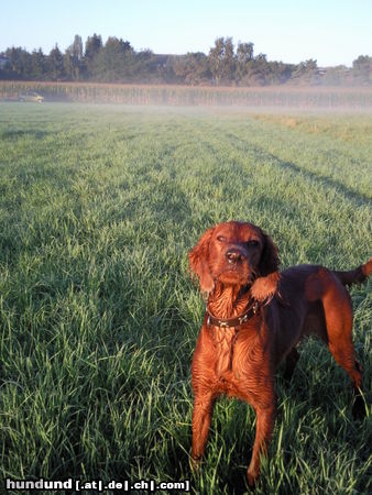 Irish Red Setter Alice beim Duschen im Morgentau an der Weser