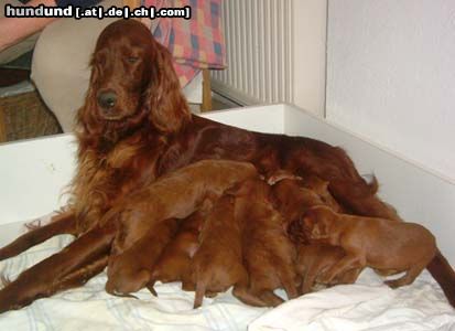 Irish Red Setter Hunde Foto 15123 in höherer Auflösung ansehen Irish Red Setter Isis vom Franzosenkeller mit ihren Welpen im Alter von 22 Tagen