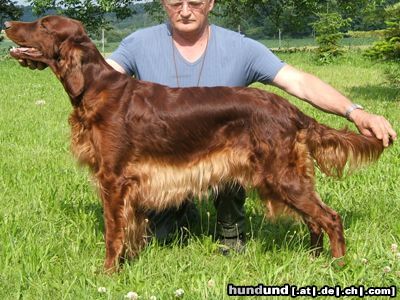 Irish Red Setter Hunde Foto 23399 in höherer Auflösung ansehen Irish Red Setter Jolly Jane vom Franzosenkeller