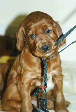 Irish Red Setter Hunde Foto 2264 Irish Red Setter Jolly Jane vom Franzosenkeller