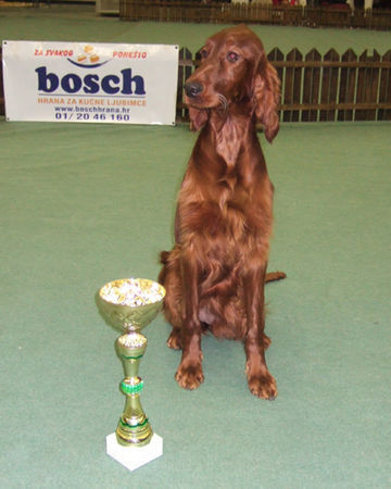 Irish Red Setter Kathleen und ihr erster Pokal