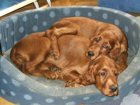 Irish Red Setter Hunde Foto 31208 in höherer Auflösung ansehen Irish Red Setter Garden Star´s Kathleen O'Irish mit ihrem Bruder Kaiser
