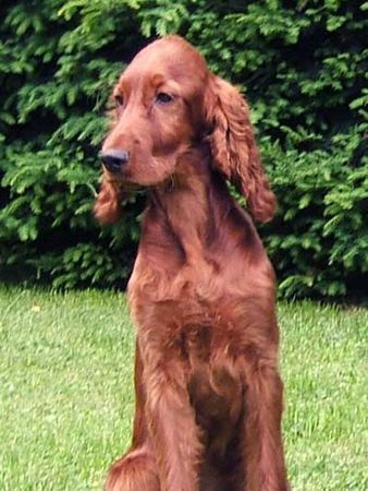 Irish Red Setter Garden Star´s Kathleen O' Irish mit 4 Monten