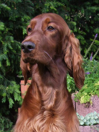 Irish Red Setter Garden Star´s Kathleen mit 16 Monaten