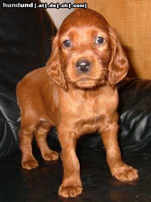 Irish Red Setter Hunde Foto 15755 in höherer Auflösung ansehen Irish Red Setter Lucky Laura vom Franzosenkeller im Alter von 6 Wochen