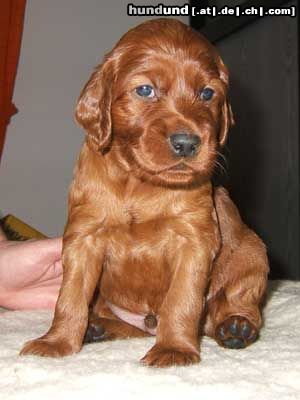 Irish Red Setter Hunde Foto 15247 in höherer Auflösung ansehen Irish Red Setter Lucky Leroy vom Franzosenkeller mit 4 Wochen