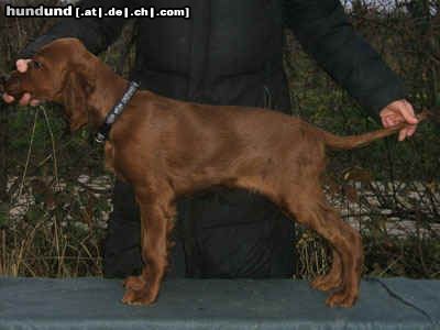 Irish Red Setter Hunde Foto 17203 in höherer Auflösung ansehen Irish Red Setter Lucky Leroy vom Franzosenkeller , unser Jüngster