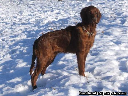 Irish Red Setter Hunde Foto 19618 in höherer Auflösung ansehen Irish Red Setter Unser Leroy ist ein lieber und verschmuster Famiienhund und zeigt auch alle Anlagen eines guten Jagdhundes. Auf dem Bild ist er 6 Monate alt.