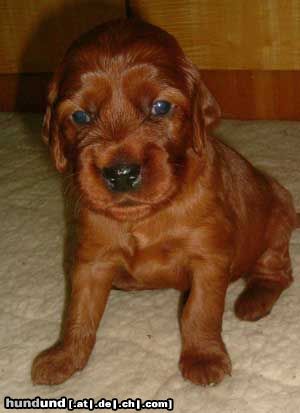 Irish Red Setter Hunde Foto 15122 in höherer Auflösung ansehen Irish Red Setter Das ist Lucky Leroy vom Franzosenkeller im Alter von 22 Tagen