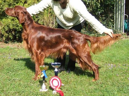 Irish Red Setter Lucky Lord vom Franzosenkeller mit seinen Pokalen nach der IHA Wieselburg 2006: CACA, CACIB, BOB, BOG 4. Platz