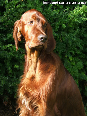 Irish Red Setter Hunde Foto 24635 in höherer Auflösung ansehen Irish Red Setter Lucky Lord vom Franzosenkeller im Alter von 11 Monaten